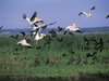 Hluhluwe Lodge - Birdlife 